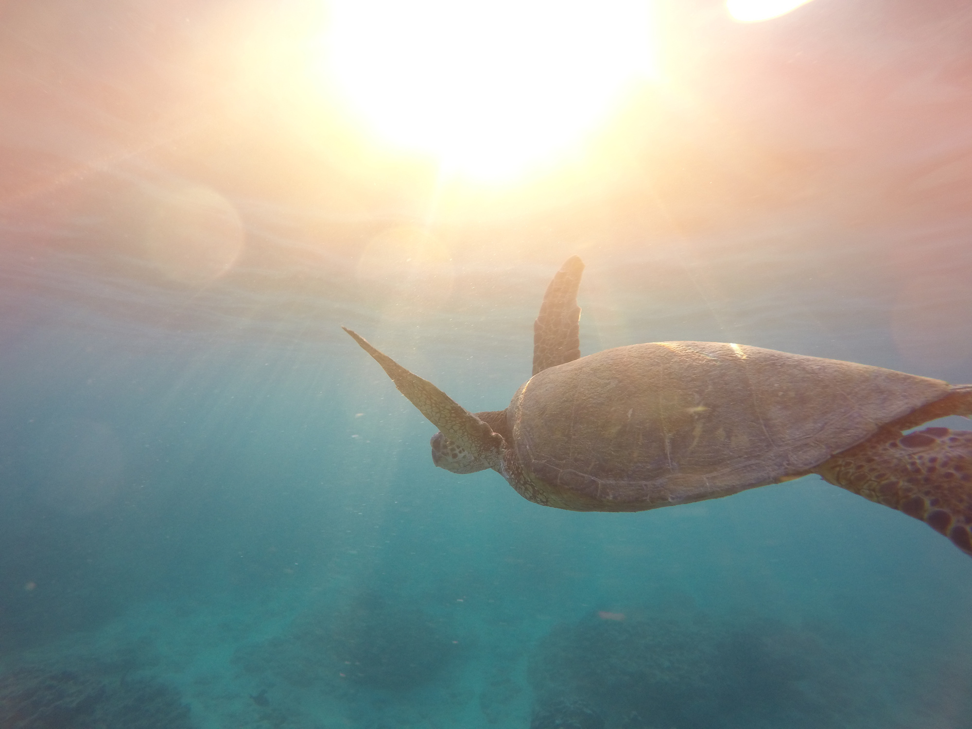 Sea Turtle Swimming Underwater